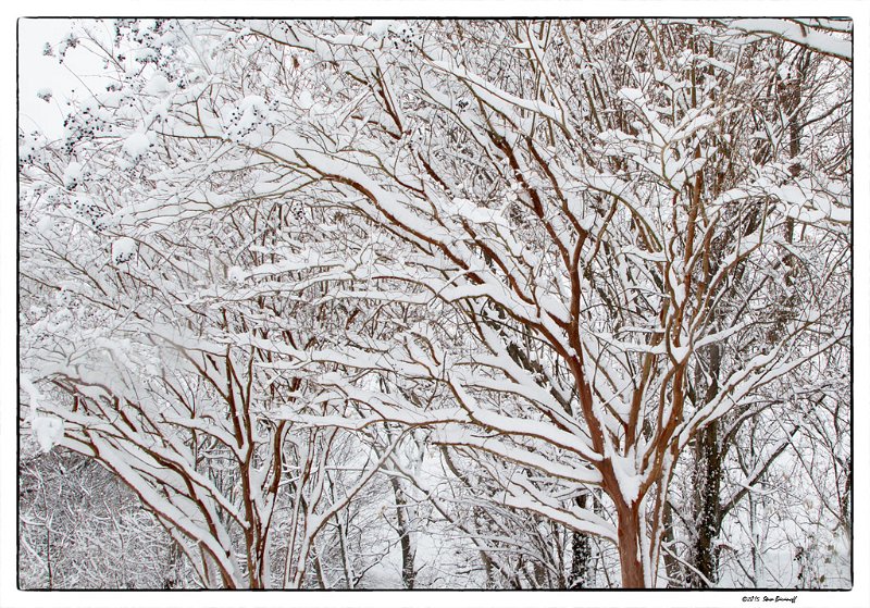 snowy branches 3.jpg